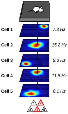 Hippocampal Remapping and Its Entorhinal Origin